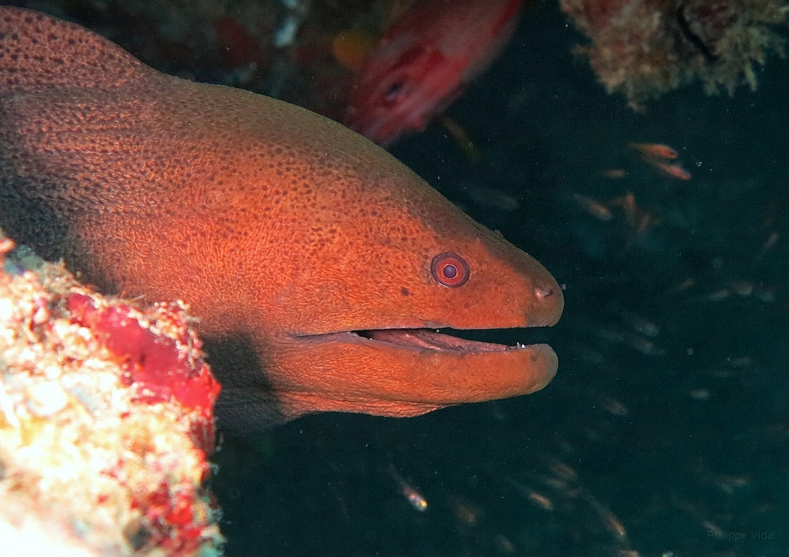 IMG_1312rf_Maldives_Madoogali_Plongee 14_Donagali caves_Murene javanaise_Gymnothorax javanicus.jpg
